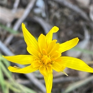 Microseris walteri (Yam Daisy, Murnong) at Walleroobie, NSW by Tapirlord