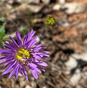 Calotis cuneifolia (Purple Burr-daisy) at Walleroobie, NSW by Tapirlord