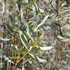 Acacia decora (Showy Wattle) at Walleroobie, NSW - 4 Sep 2024 by Tapirlord