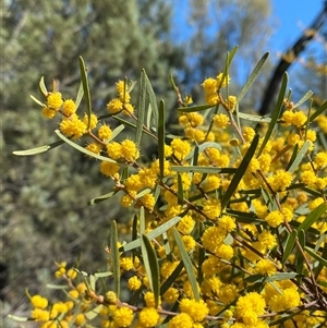 Acacia montana (Mallee Wattle) at Walleroobie, NSW by Tapirlord