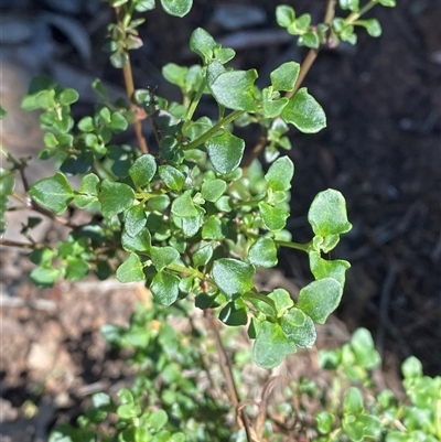 Einadia hastata (Berry Saltbush) at Walleroobie, NSW - 4 Sep 2024 by Tapirlord