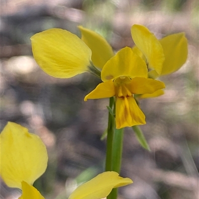 Diuris goonooensis (Western Donkey Orchid) at Walleroobie, NSW - 4 Sep 2024 by Tapirlord