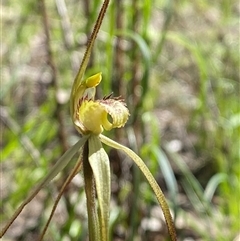 Caladenia arenaria (Sand-hill Spider Orchid) at Walleroobie, NSW - 4 Sep 2024 by Tapirlord