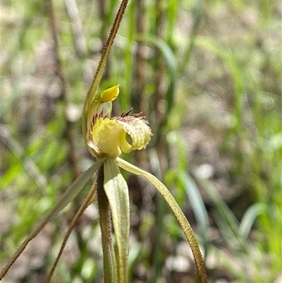 Caladenia arenaria (Sand-hill Spider Orchid) by Tapirlord