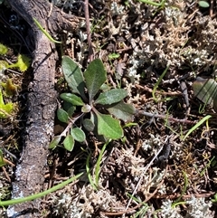 Goodenia hederacea subsp. hederacea (Ivy Goodenia, Forest Goodenia) at Walleroobie, NSW - 4 Sep 2024 by Tapirlord