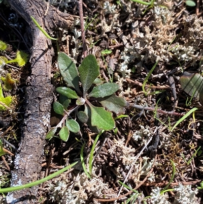 Goodenia hederacea subsp. hederacea (Ivy Goodenia, Forest Goodenia) at Walleroobie, NSW - 4 Sep 2024 by Tapirlord
