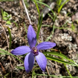 Pheladenia deformis (Blue Fairies) at Walleroobie, NSW by Tapirlord