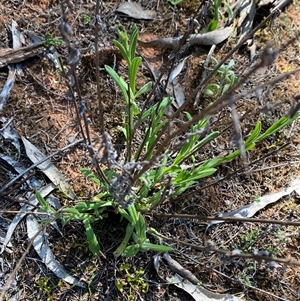 Chrysocephalum apiculatum (Common Everlasting) at Walleroobie, NSW by Tapirlord