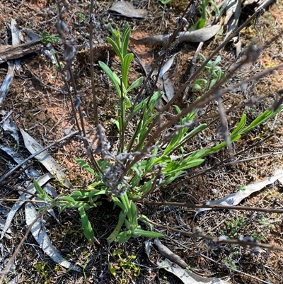 Chrysocephalum apiculatum (Common Everlasting) at Walleroobie, NSW - 4 Sep 2024 by Tapirlord