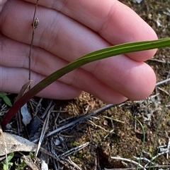 Thelymitra sp. (A Sun Orchid) at Walleroobie, NSW - 4 Sep 2024 by Tapirlord