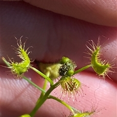 Drosera hookeri (Grassland Sundew) at Walleroobie, NSW - 4 Sep 2024 by Tapirlord