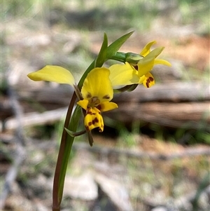 Diuris goonooensis (Western Donkey Orchid) at Walleroobie, NSW by Tapirlord