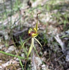 Caladenia sp. (hybrid) (Spider Orchid Hybrid) by Tapirlord