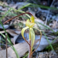 Caladenia arenaria (Sand-hill Spider Orchid) by Tapirlord