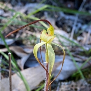 Caladenia arenaria (Sand-hill Spider Orchid) at Walleroobie, NSW by Tapirlord