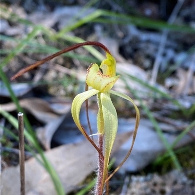 Caladenia arenaria (Sand-hill Spider Orchid) by Tapirlord