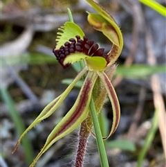 Caladenia toxochila (Bow-lip Spider Orchid) by Tapirlord