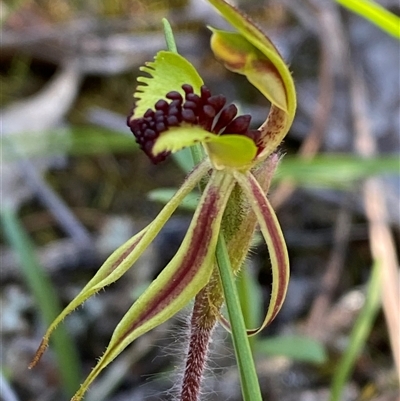 Caladenia toxochila (Bow-lip Spider Orchid) at Walleroobie, NSW - 4 Sep 2024 by Tapirlord