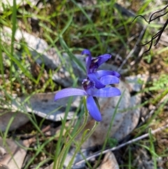 Pheladenia deformis (Blue Fairies) at Walleroobie, NSW - 4 Sep 2024 by Tapirlord