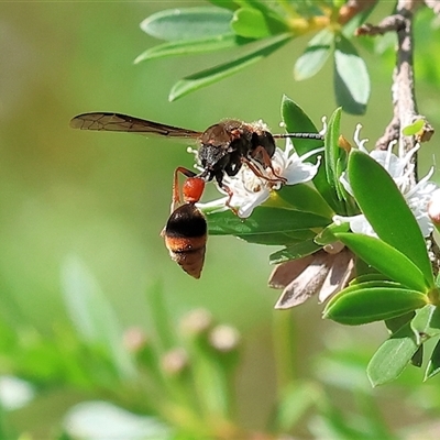 Unverified Potter wasp (Vespidae, Eumeninae) at Yackandandah, VIC - 2 Dec 2024 by KylieWaldon