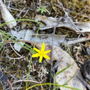 Pauridia glabella var. glabella (Tiny Star) at Walleroobie, NSW by Tapirlord