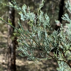 Callitris glaucophylla (White Cypress Pine) at Walleroobie, NSW - 4 Sep 2024 by Tapirlord