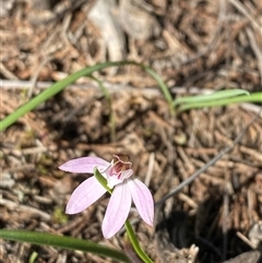 Caladenia fuscata (Dusky Fingers) at Walleroobie, NSW - 4 Sep 2024 by Tapirlord