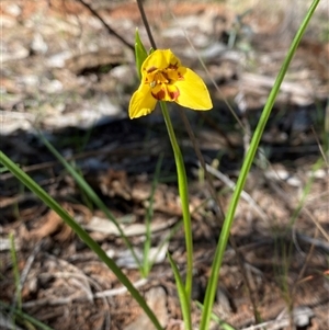 Diuris goonooensis (Western Donkey Orchid) at Walleroobie, NSW by Tapirlord