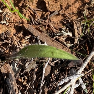 Caladenia sp. (A Caladenia) at Walleroobie, NSW by Tapirlord