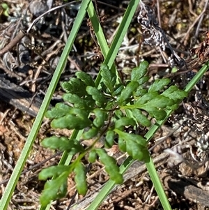 Cheilanthes sieberi subsp. sieberi (Mulga Rock Fern) at Walleroobie, NSW by Tapirlord