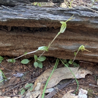 Diplodium nanum (ACT) = Pterostylis nana (NSW) (Dwarf Greenhood, Dwarf Snail Orchid) at Walleroobie, NSW - 4 Sep 2024 by Tapirlord