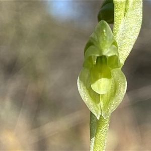 Hymenochilus muticus (Midget Greenhood) at Springdale, NSW by Tapirlord