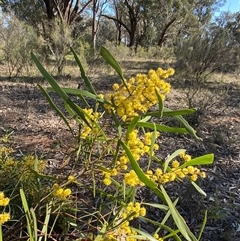 Acacia hakeoides (Hakea Wattle) at Springdale, NSW - 4 Sep 2024 by Tapirlord