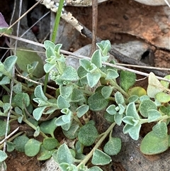 Chenopodium desertorum (Frosted Goosefoot) at Springdale, NSW - 4 Sep 2024 by Tapirlord