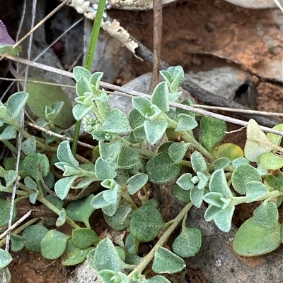 Chenopodium desertorum (Frosted Goosefoot) at Springdale, NSW - 4 Sep 2024 by Tapirlord