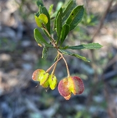 Dodonaea viscosa subsp. cuneata (Wedge-leaved Hop Bush) at Springdale, NSW - 3 Sep 2024 by Tapirlord