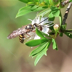 Agriomyia sp. (genus) (Yellow flower wasp) at Yackandandah, VIC - 2 Dec 2024 by KylieWaldon