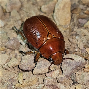 Anoplognathus porosus (Porosus Christmas beetle) at Braidwood, NSW by MatthewFrawley