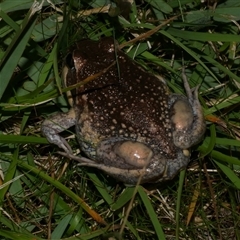 Limnodynastes dumerilii (Eastern Banjo Frog) at Freshwater Creek, VIC - 10 Apr 2020 by WendyEM