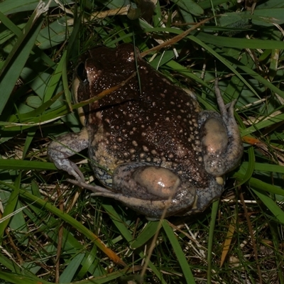 Limnodynastes dumerilii (Eastern Banjo Frog) at Freshwater Creek, VIC - 10 Apr 2020 by WendyEM