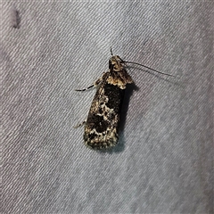 Barea consignatella (A concealer moth) at Braidwood, NSW - 3 Dec 2024 by MatthewFrawley