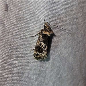 Barea consignatella (A concealer moth) at Braidwood, NSW by MatthewFrawley