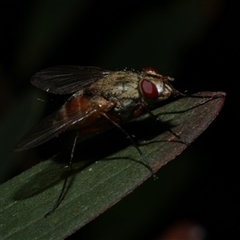 Diptera (order) at Freshwater Creek, VIC - 10 Apr 2020 by WendyEM