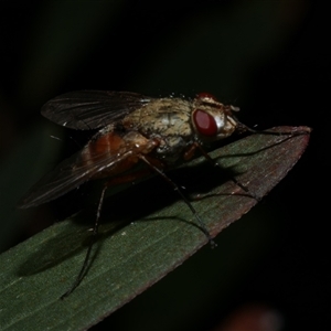 Diptera (order) at Freshwater Creek, VIC by WendyEM