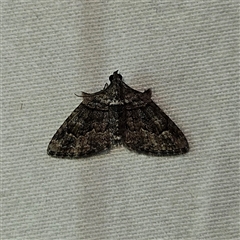 Phrissogonus laticostata (Apple looper moth) at Braidwood, NSW - 3 Dec 2024 by MatthewFrawley