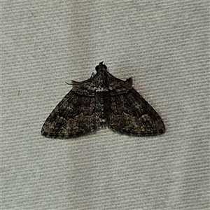 Phrissogonus laticostata (Apple looper moth) at Braidwood, NSW by MatthewFrawley