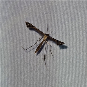 Sinpunctiptilia emissalis (Speedwell Pterror) at Braidwood, NSW by MatthewFrawley