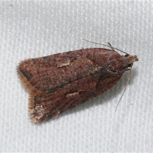 Unidentified Tortricid moth (Tortricidae) at Freshwater Creek, VIC by WendyEM