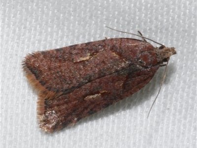 Clarana atristrigana (A Tortricid moth (Tortricinae)) at Freshwater Creek, VIC - 10 Apr 2020 by WendyEM