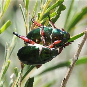 Repsimus manicatus montanus at Uriarra Village, ACT - 2 Dec 2024